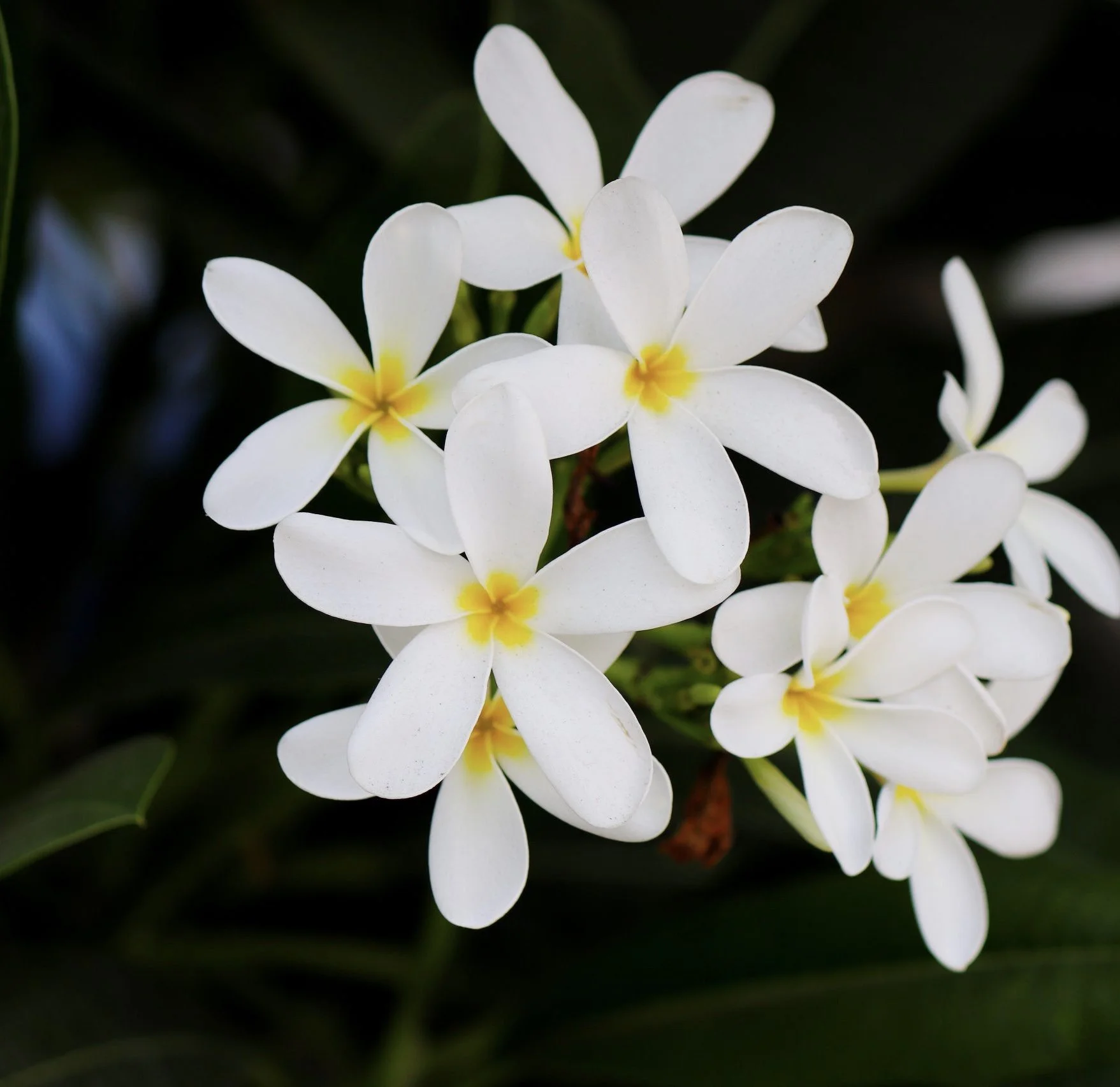Midnight Blooming Jasmine — Monticello Wax Works